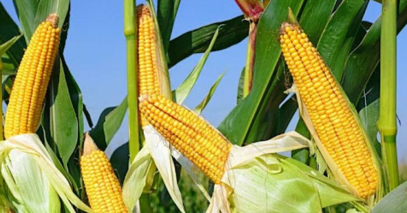 Santé : Ce que la RDC doit faire pour prévenir les risques sanitaires liés à la contamination de maïs venu de la Zambie par l’aflatoxine