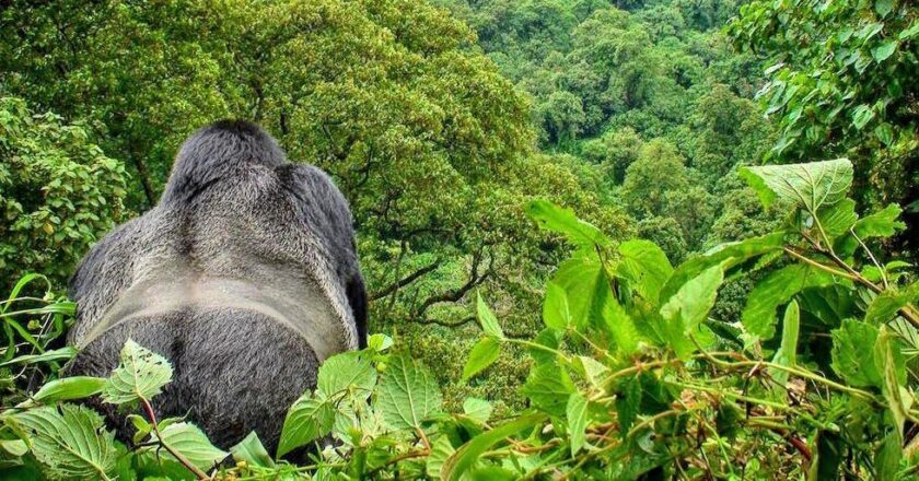 Parc des Virunga : La CRDH exige des mesures urgentes face à l’épizootie