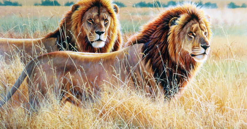 Lubumbashi en alerte après l’évasion de deux lions : les autorités appellent à la vigilance collective