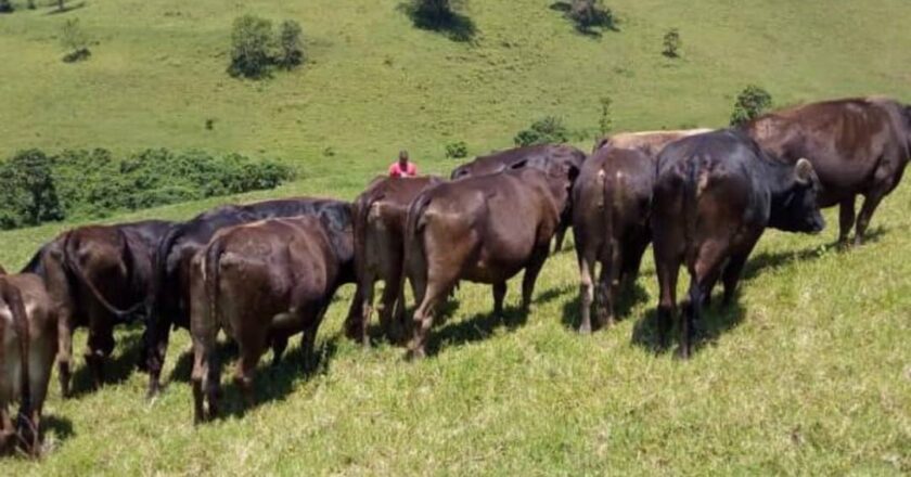 Ituri : Passage des ADF près de Lolwa avec du bétail pillé à Irumu, la population abandonnée à son sort