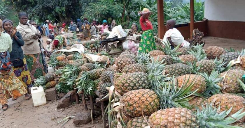 Maboya/Économie : les vendeuses d’ananas appellent Moïse Katumbi à concrétiser l’usine promise