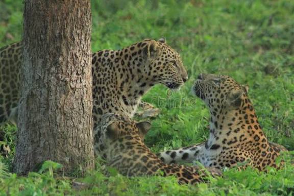 Ituri : l’inquiétude monte à Mayuano et Masange après l’apparition d’une famille de léopards sur la colline CIDIP