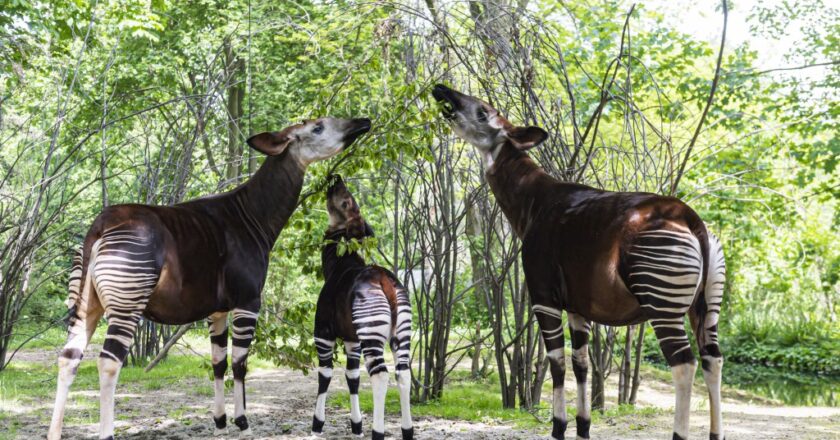 RDC – Environnement : L’Okapi, symbole d’unité, de culture et de biodiversité célébré à travers le monde