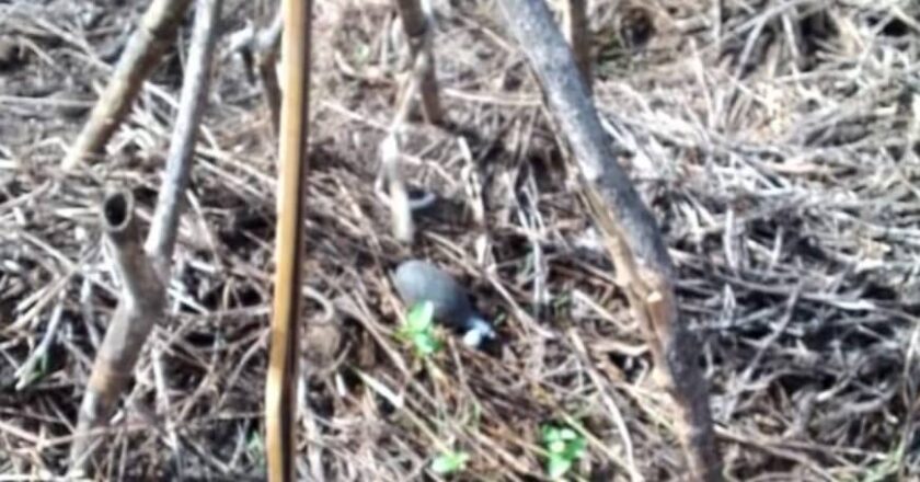 Beni : trois engins explosifs déminés dans le secteur de Rwenzori par la MONUSCO