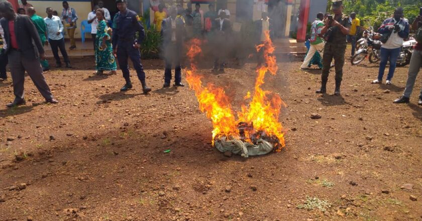 Beni : le comité de sécurité incinère une importante quantité de chanvre à Mangina