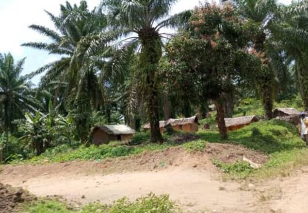 Beni : accalmie sécuritaire à Bambabwanga, reprise progressive des activités