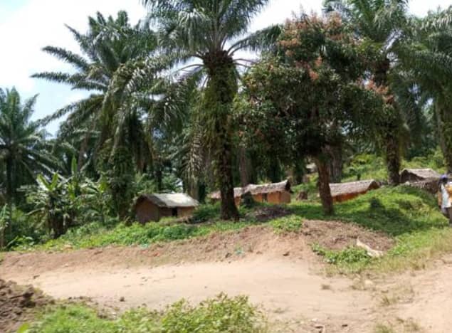 Beni : accalmie sécuritaire à Bambabwanga, reprise progressive des activités