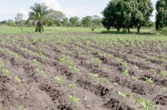 Beni : inquiétude à Kasindi face aux effets du soleil ardent sur les cultures