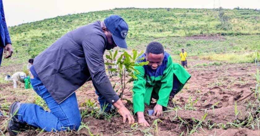 RDC : le macadamia officiellement érigé en culture pérenne, un levier prometteur pour l’économie agricole